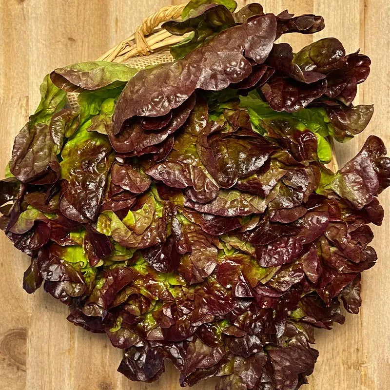Lechuga hoja de roble/Batavia/Maravilla eco