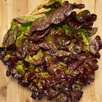 Lechuga hoja de roble/Batavia/Maravilla eco