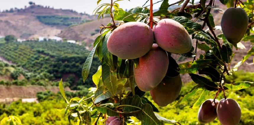 Mango andaluz Eco