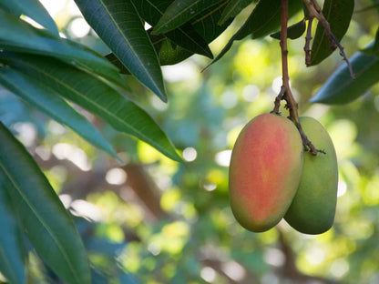 Mango andaluz Eco