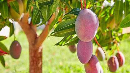 Mango andaluz Eco