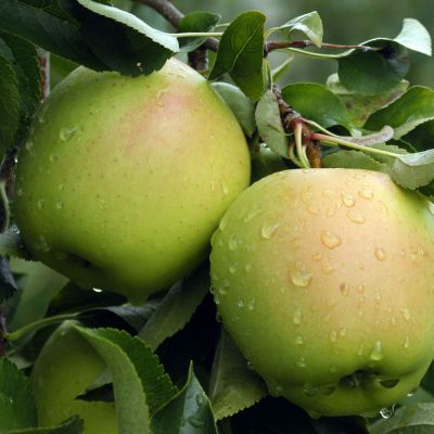 Manzana Golden ECO