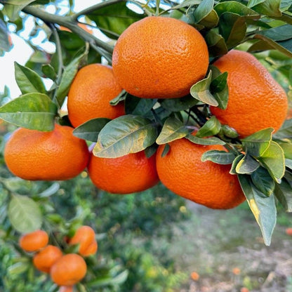 Mandarina ECO