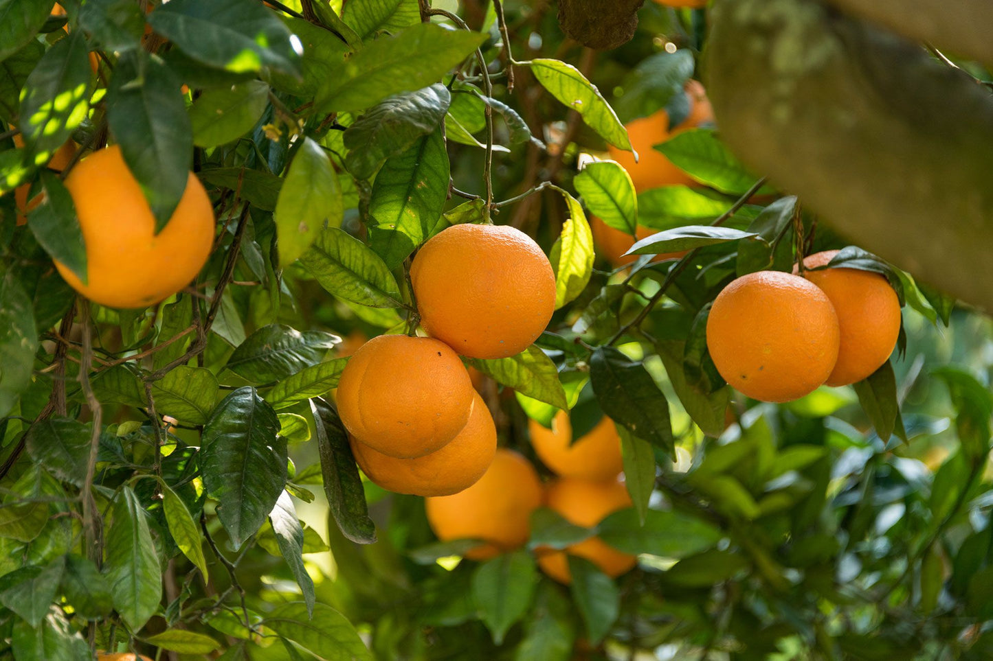 Naranja mesa ECO Lanelate