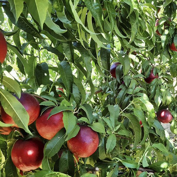 Nectarina Eco