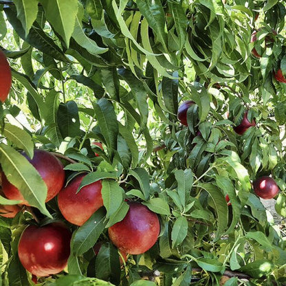 Nectarina Eco