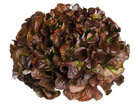 Lechuga hoja de roble/Batavia/Maravilla eco