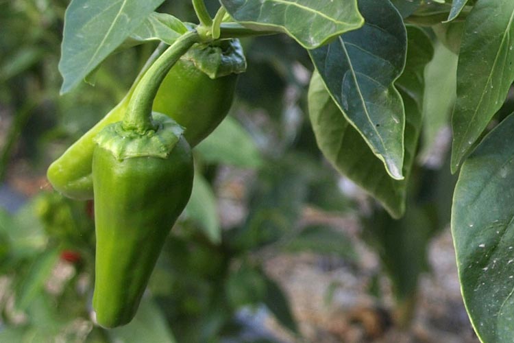 Pimientos del Padrón Ecológicos