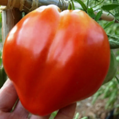 Tomate corazón de buey