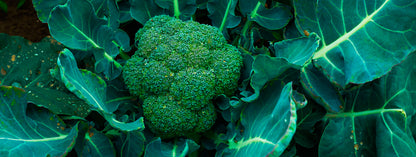 Brócoli Ecológicos
