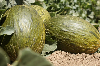 Melón piel de sapo  BRUÑO ECO