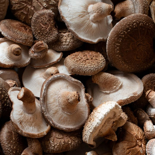 setas shiitake ecológicas frescas