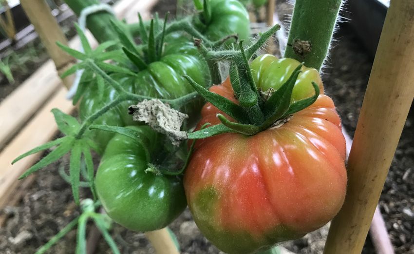 Tomate Raff eco