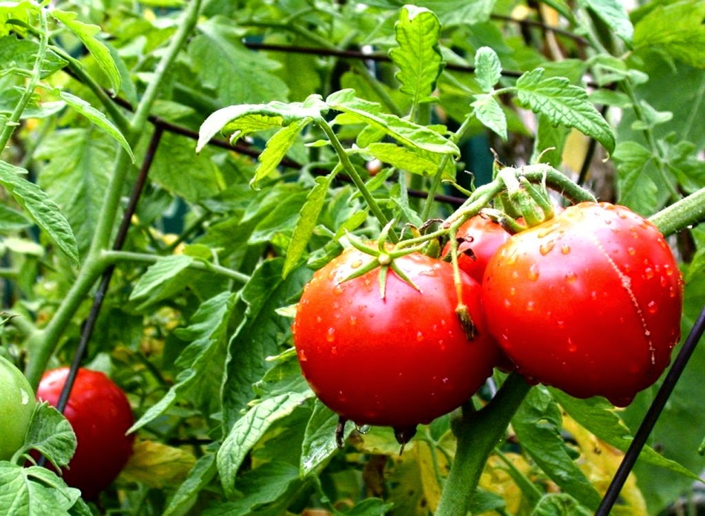 Tomate ensalada Ecológicos