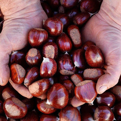 Castaña Eco del Jerte