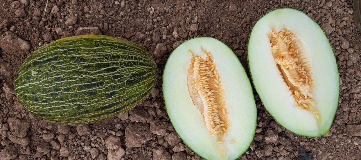 Melón piel de sapo  BRUÑO ECO