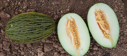 Melón piel de sapo  BRUÑO ECO