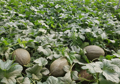 Melón piel de sapo  BRUÑO ECO